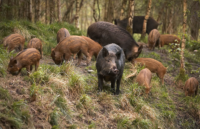 Фото из открытых источников.