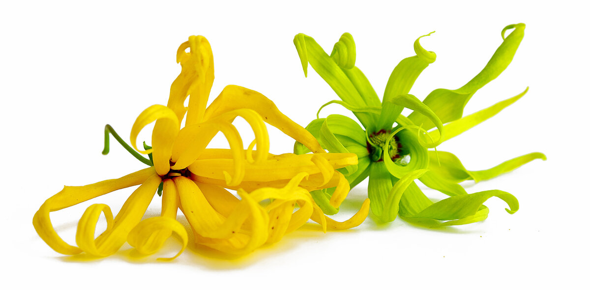 Ароматное масло иланг-иланг — одно из самых популярных: оно не только восстанавливает нашу защитную энергетическую оболочку — ауру, которая повреждается от постоянных стрессов, но и «чистит» помещения от «черной» энергетики, притягивая из пространства энергию счастья.