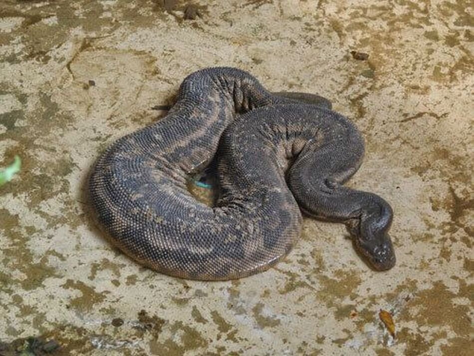 Яванская бородавчатая змея. Источник: alchetron.com