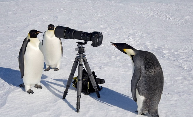 Фотоматериал: lapyhvost.umoritelno.com