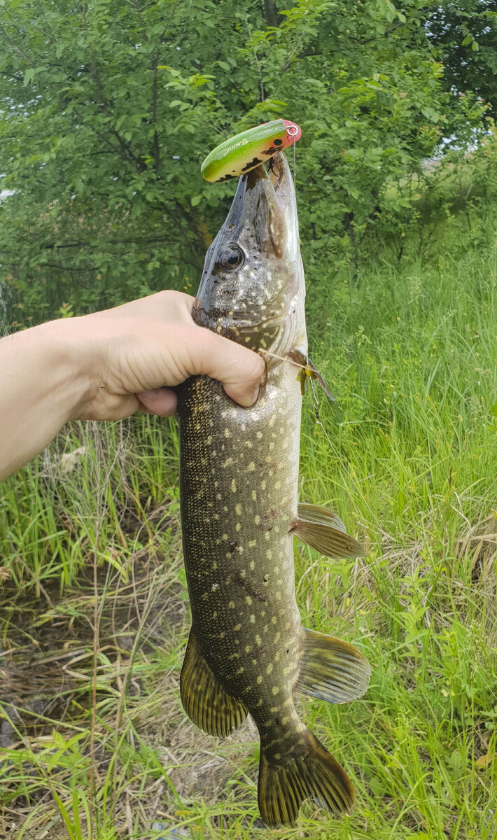 Атаковала на рывковой проводке