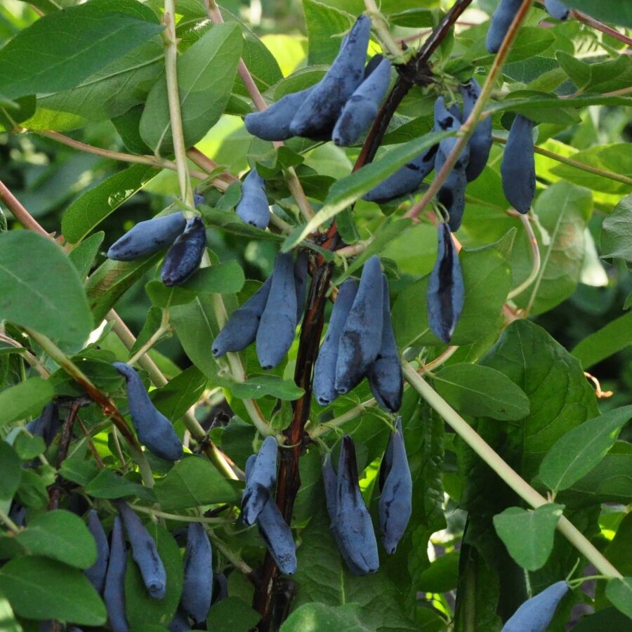 Фото из свободного источника.