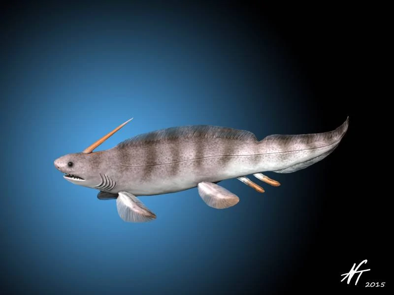 Рыбы пермского периода. Ксенакант акула. Xenacanthus decheni. Helicoprion и Xenacanthus. Плевракант рыба.