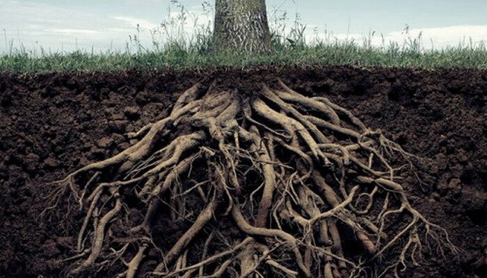 Корневая система грецкого ореха