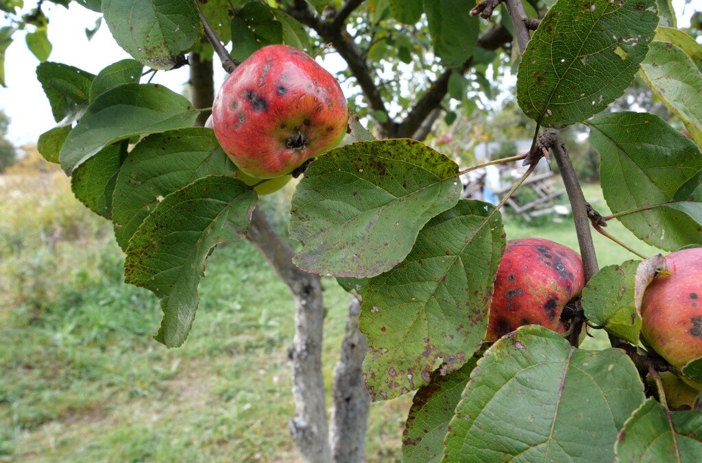 Признаки парши на яблоне фото лечение