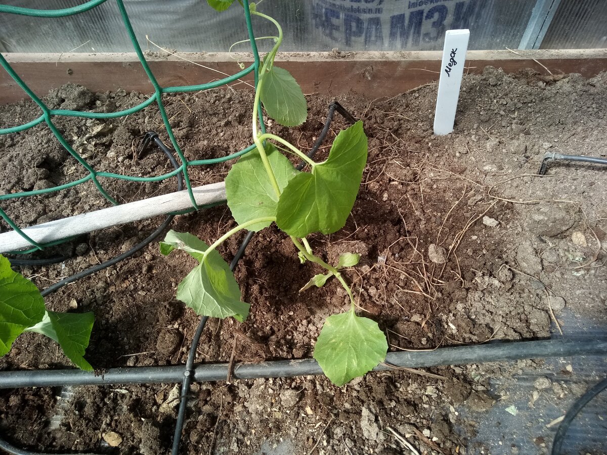 Саженец дыни Медок в теплице