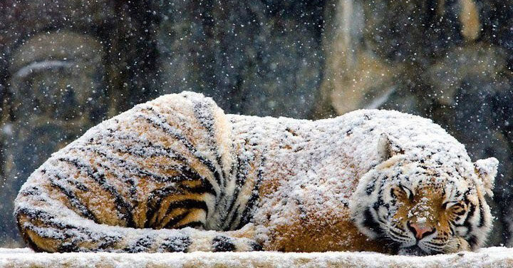 Полосатый носитель разума