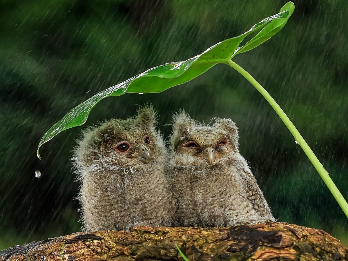 Rain animals. Животные под дождем. Животные прячутся от дождя. Совята. Маленькие Совята.