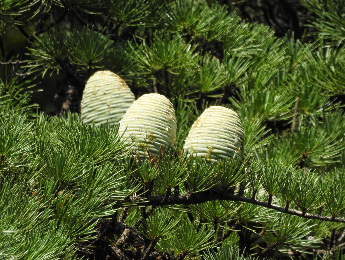 Ель кедр сосна кипарис. Шишка гималайского кедра. Кедр лива́нский (Cedrus libani). Cedrus libani шишка. Кедр ливанский Саргенти.