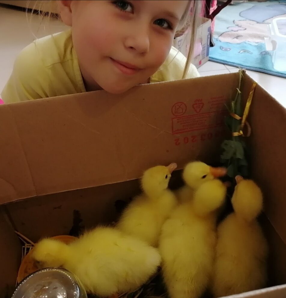                                                      гусята 3-суточные породы Линда. Фото с моей страницы ВК 