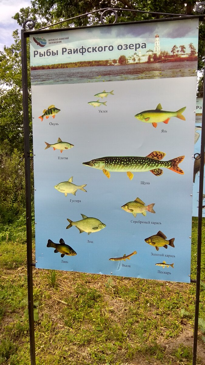 Рыбы