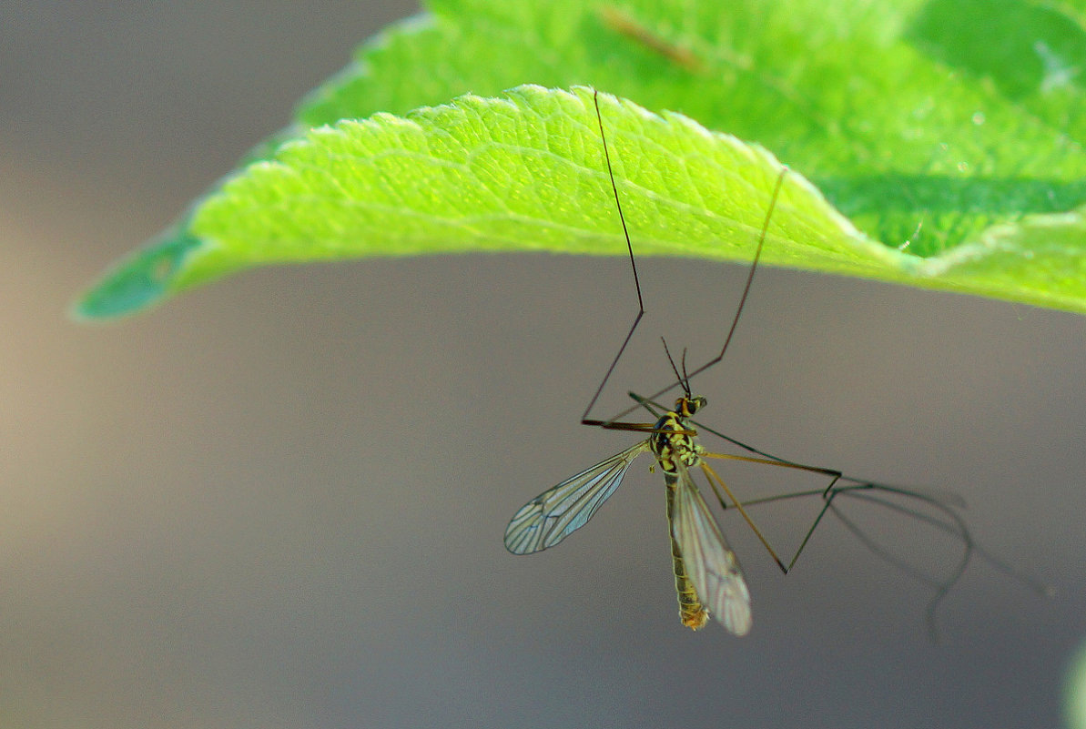 Комар. Источник: яндекс-картинки.