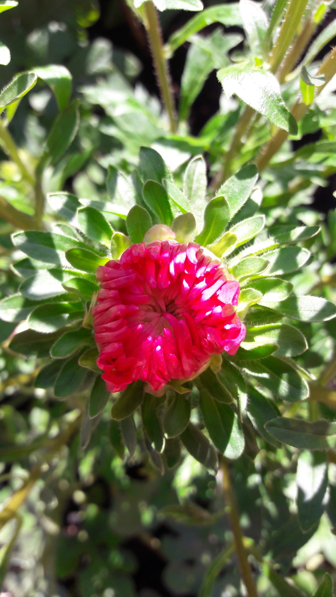 Прекрасное зарождение цветка астры в природе))) красота.