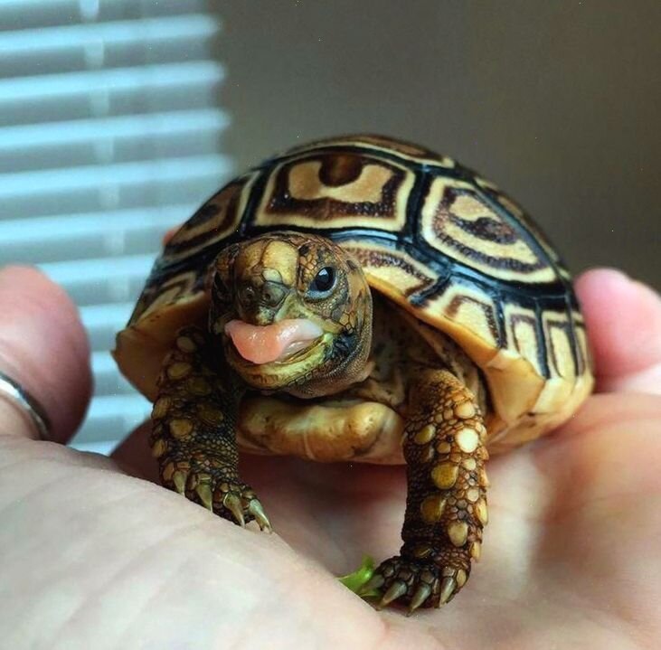 Моя черепаха Тоня