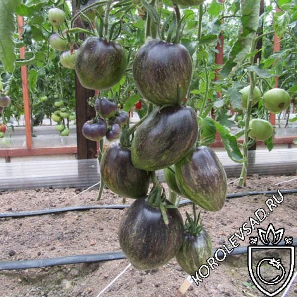 Томат Мятежный Звёздный Истребитель VT16