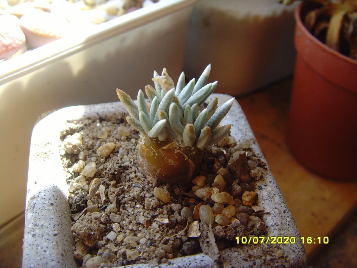 авония альстонии - крохотное, редкое и дорогое растение, т.к. чтобы вырастить каудекс хотя бы диаметром около 5см нужно лет 10!!!Но как она цветет!!!