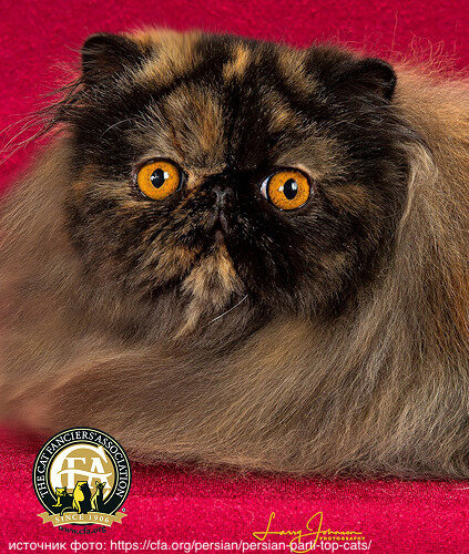 чёрно-красная черепаха