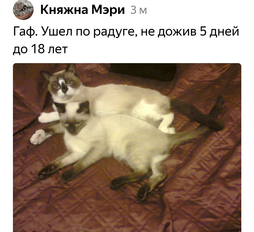 Звук зовущей кошки брачный период