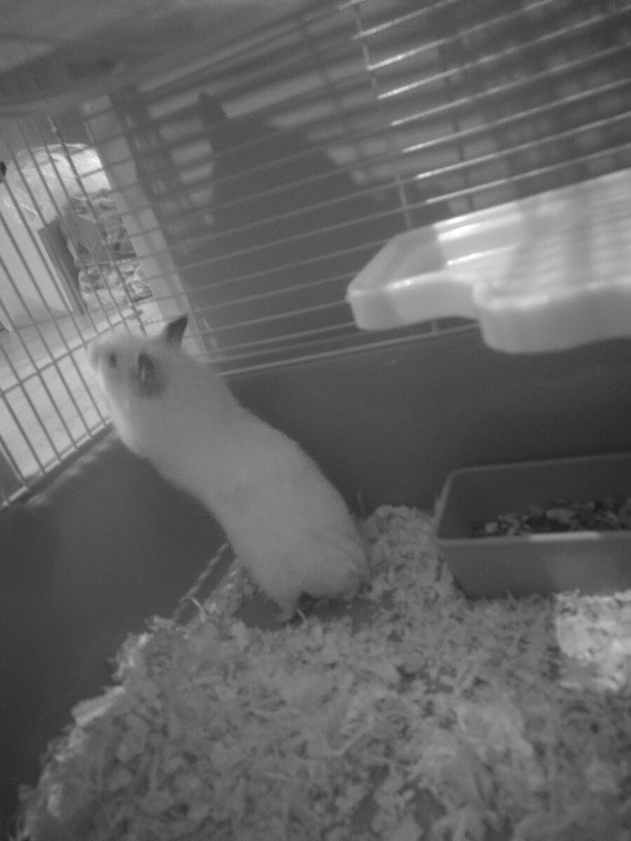 Хомяк в клетке -  монохромный хома