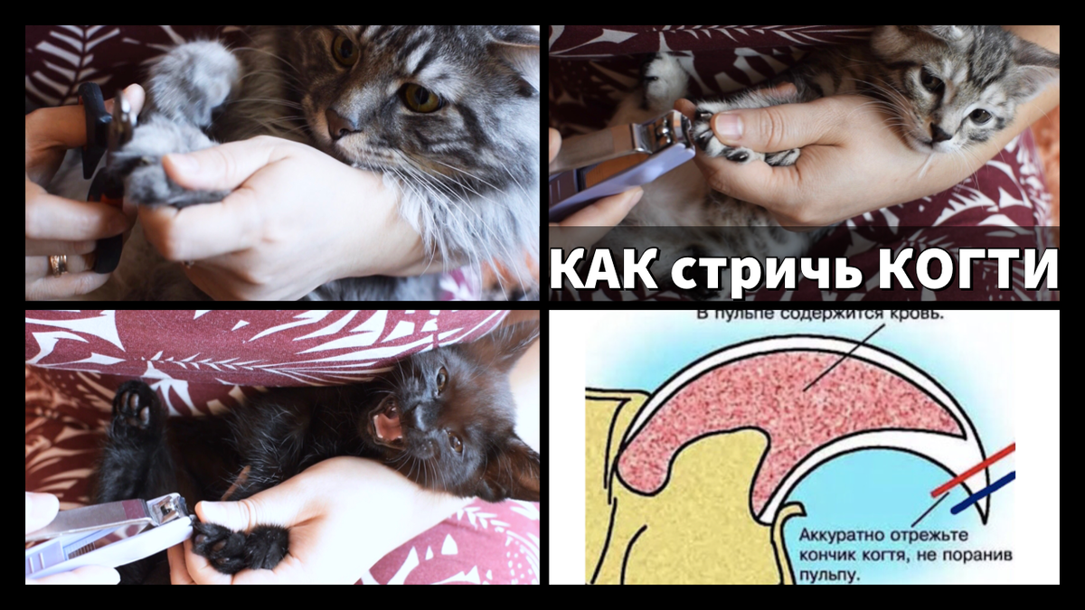 Сколько подстригать когти кошке. Как стричь когти кошке. Как правильно подстричь ногти коту. Как подстричь когти котенку. Как обрезать ногти коту в домашних условиях.