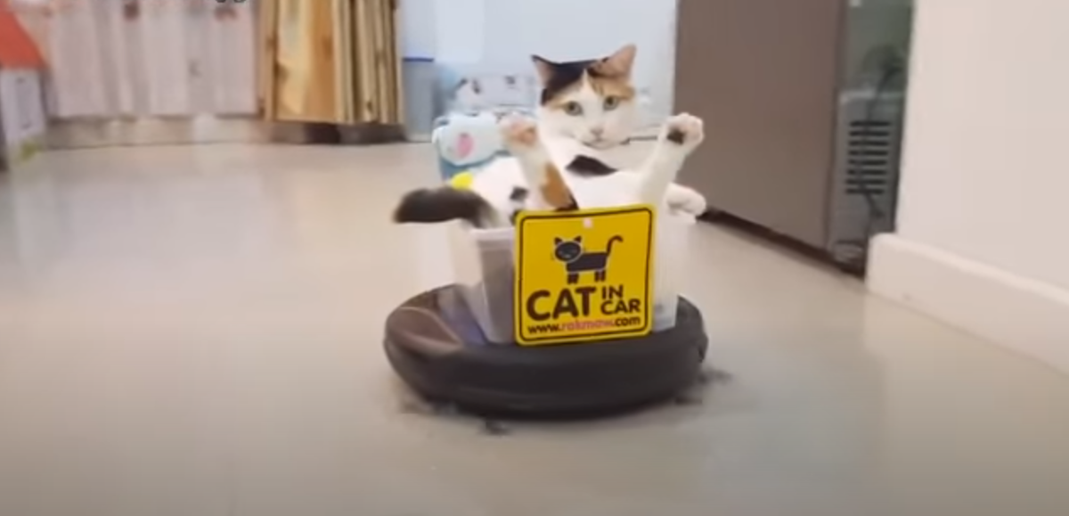 Четыре лапы дзен. Кот и пылесос. Кот ездит на пылесосе. Кот катается на роботе пылесосе. Кот на роботе пылесосе гифка.
