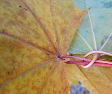 Осенний венок веночек с листьями, ягодами и хмелем