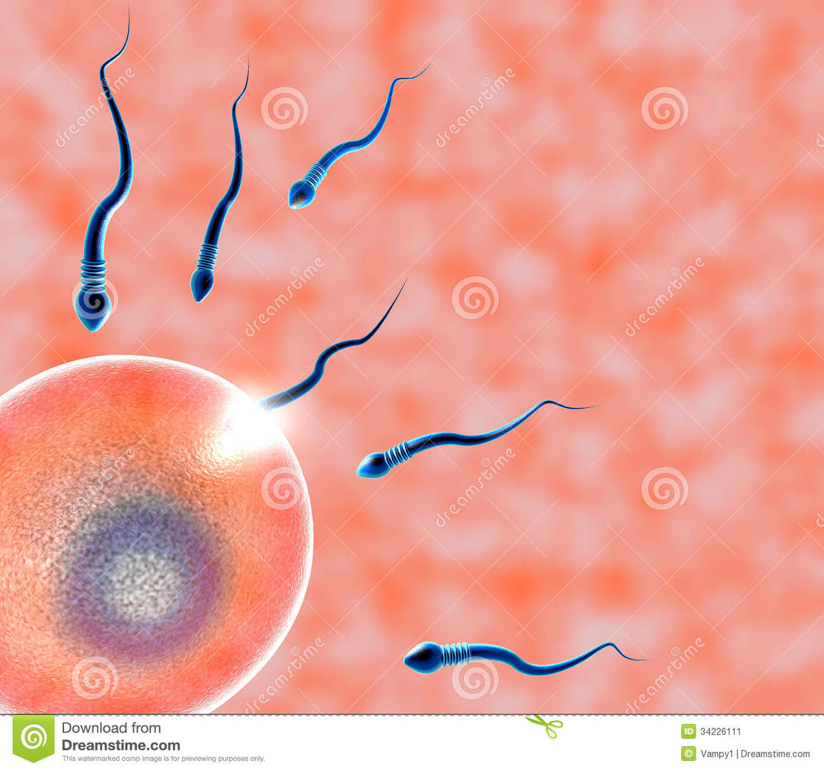 Сперматозоиды стремятся  попасть в ядро , чтобы вытеснить Х-хромосому и встроить свою Х-хромосому 