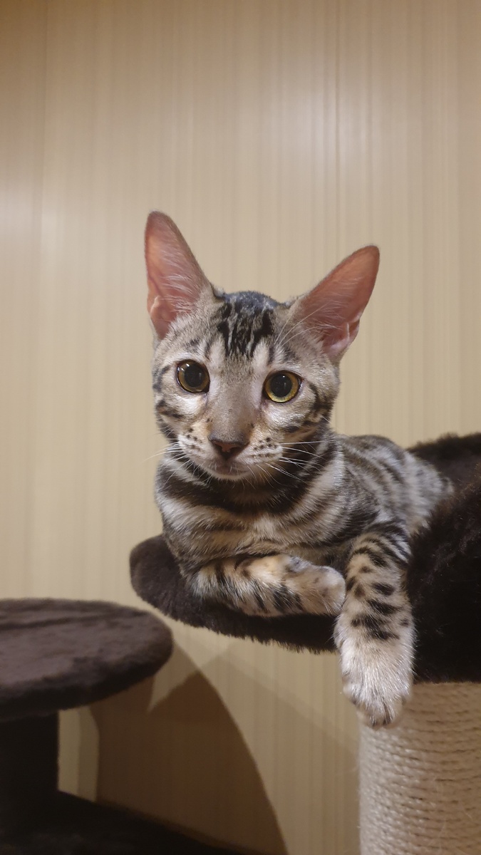 Позируем...🐈‍⬛