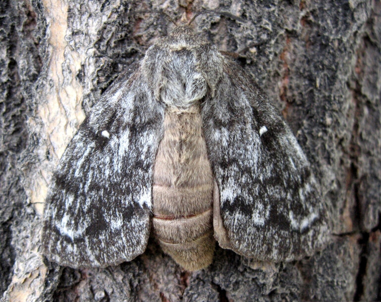 Сибирский шелкопряд. Автор: Vladimir Petko, V.N. Sukachev Institute of Forest SB RAS (Russia)