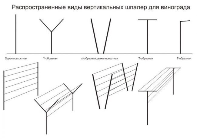 Как сделать шпалеру для винограда своими руками: подробная инструкция