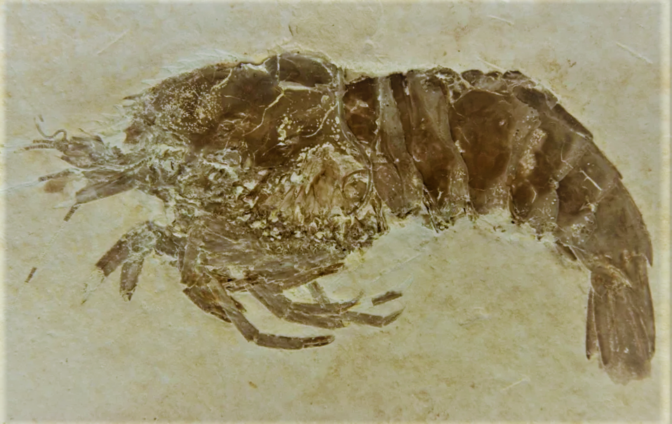 Останки древнего ракообразного