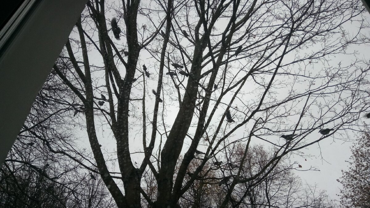 Вид из палаты на улицу.Мрачный ноябрь.