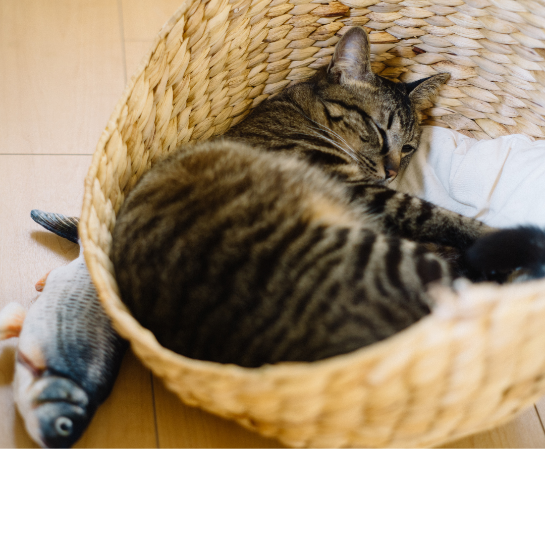 (взято из CANVA)