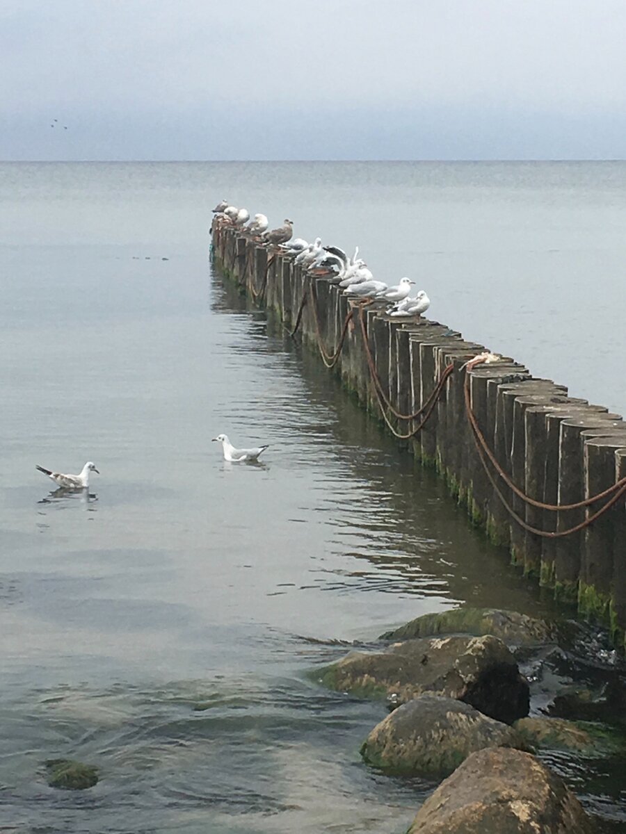 Грациозен чайки полёт.  Пилотирует круто, упрямо,
Прорывая и ветер, и дождь,
Вопреки всем законам реальным. 

Убеждает нас в сложном начале-
Ты не бойся, беги и иди. 
Ты беги напролом всем печалям,
Ты иди по пустыне любви. 

Только ты не устань всей душою,
Только ты не пройди ту черту,
За которой не сможешь простить ты,
Не себя, не свою же судьбу. 

Все печали пройдут непременно,
Все невзгоды останутся там. 
Впереди только ясность вселенной. 
Впереди, то, что видишь ты сам. 

Сентябрь 2020
Т.В. Яговитина