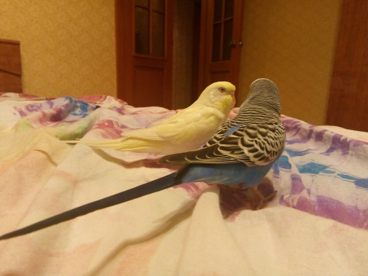 Пара попугаев