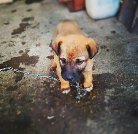 Его зовут Конар, ему 2 месяца ему нравится снег. Мы сним гуляем почти каждый день он очень много кушает 