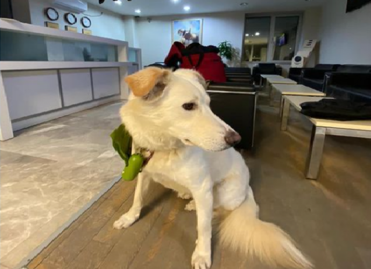 Момент встречи собаки, едва не погибшей от дверцы холодильника, с новой семьей можно увидеть на странице в Instagram. На кадрах показана хозяйка по имени Элен с сыном Беном. Женщина счастливо восклицает: "Вот он идет". А Лаки бежит ластиться к Элен, словно они давно знакомы.