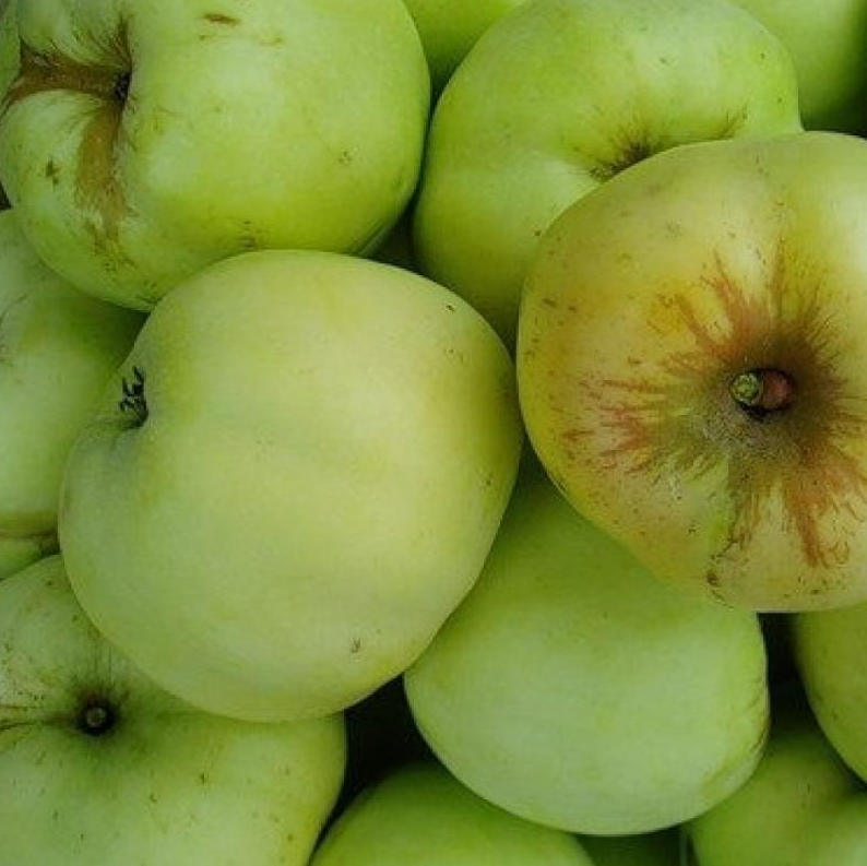 Сладкие сорта плодов. Сорт яблони Антоновка. Сорт яблок Наполеон. Антоновка сорт яблок.