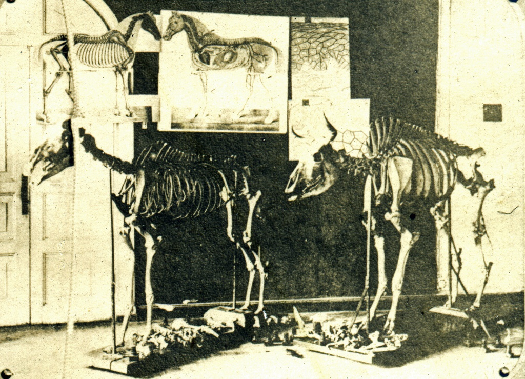 Учебные пособия ветеринарно-фельдшерской школы Воронежского губернского земства, 1917. Источник: История России в фотографиях. 