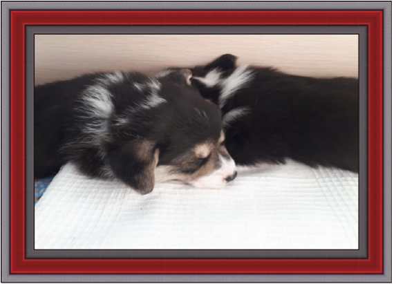 Щенок Корги, 1,5 месяца