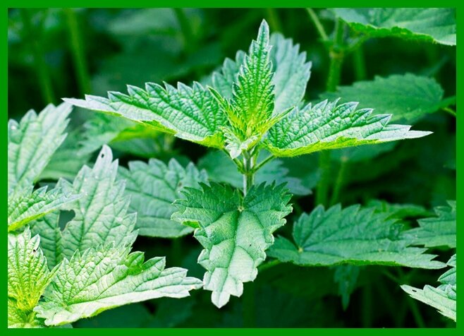 Крапива двудомная. растет по всей территории России, кроме районов Крайнего Севера и северных регионов  Восточной Сибири.