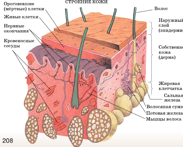 Кровеносные сосуды в каком слое кожи. Клетка кожи человека анатомия. Анатомия человека кожный Покров. Клетки кожного Покрова человека. Строение клетки кожи человека.