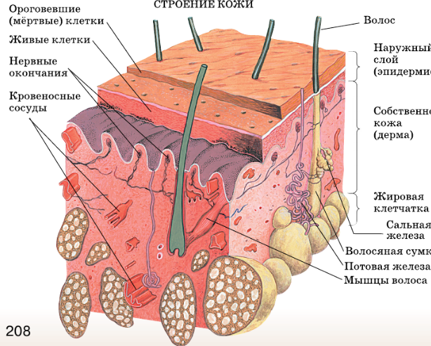 Кожа организм. Анатомия человека кожный Покров. Строение пор кожи человека. Строение клетки кожи человека. Строение кожи человека слои кожи железы.
