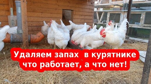 Устраняем запах аммиака в курятнике 🐔 проверенные способы 🐔