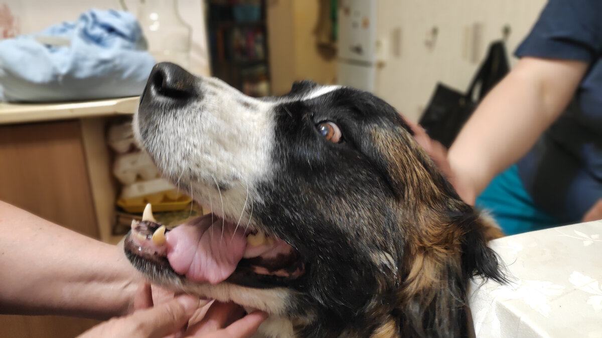 Героиня этой статьи: московская сторожевая Эльга