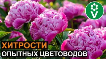 Пионы Будут Цвести КАК Никогда, если вы пересадите и поделите их так!