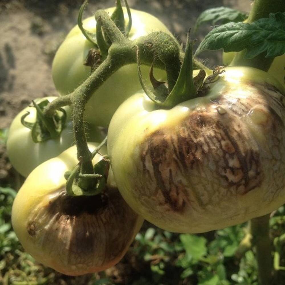 ФИТОФТОРА  на томатах