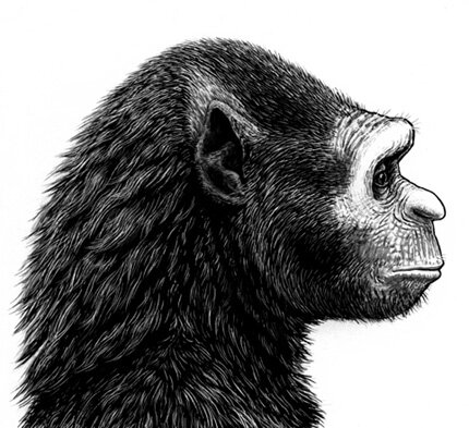 Замечательный рисунок головы аламаса, присланный читателем сайта Беном Спайби (Ben Spiby) из Австралии.