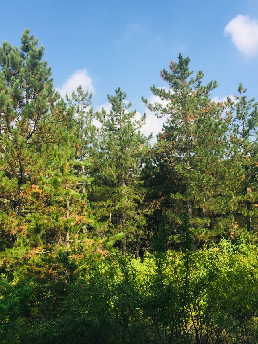 Автор дышит полной грудью