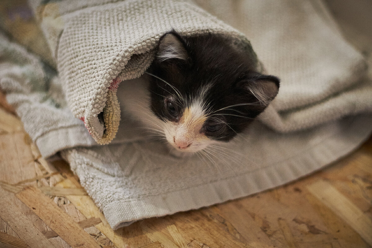 Маленький котенок взятый с улицы, потом ему дали имя Маркиз